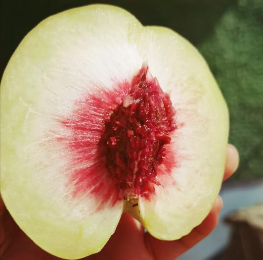 10.13日发货（必抢）好吃的绿桃第四季来啦，脆甜爽口，脆蜜绿桃 商品图2