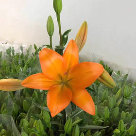 亚百合-橙色梦想