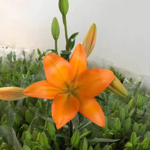 亚百合-橙色梦想 商品图0