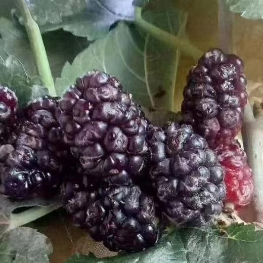 药桑干 商品图4