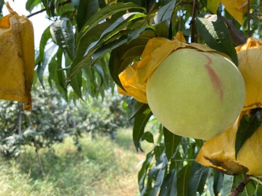 10.13日发货（必抢）好吃的绿桃第四季来啦，脆甜爽口，脆蜜绿桃 商品图4