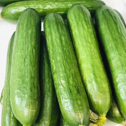 【正品水果小黄瓜】清爽口感，农科院培植科研新品[得意][机智][机智]🥒久违了[色]小时候的味道 商品图1