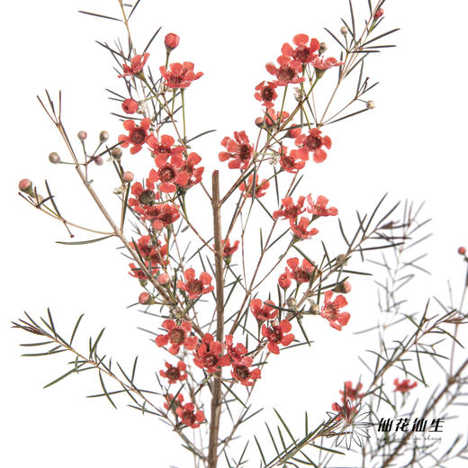 配花 | 染色平头腊梅红色 商品图4