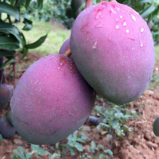 攀枝花吉禄芒果彩虹芒苹果芒新鲜应季精选大果3/5/10斤批发包邮