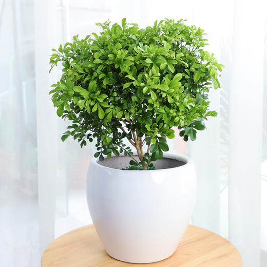 米兰盆栽开花四季长青香味芳香四溢阳台观花庭院