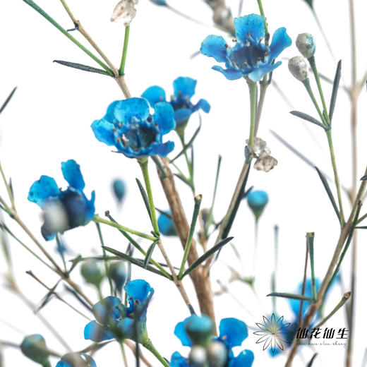 配花 | 染色平头腊梅蓝色 商品图2