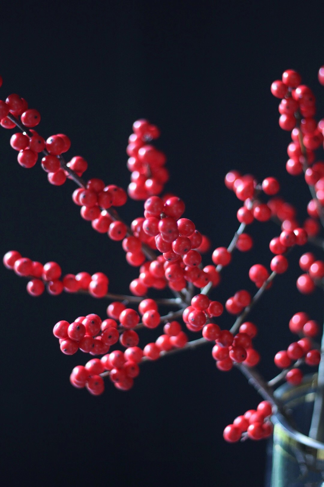 【周四秒杀】北美冬青2枝78元