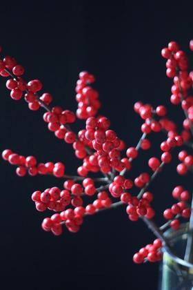 【周四秒杀】北美冬青2枝78元