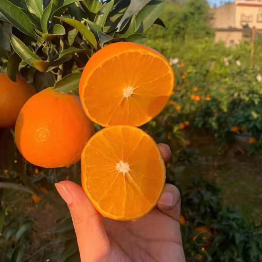 四川爱媛果冻橙 可吸的果肉橙，各类规格 包邮 商品图0