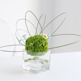 绿雏菊球形小桌花