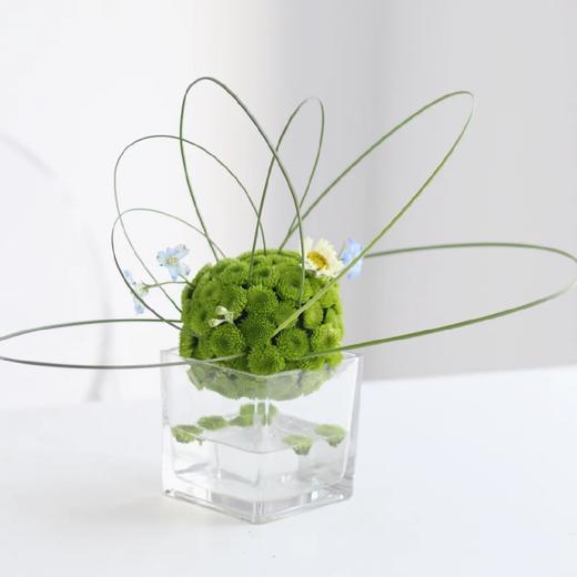 绿雏菊球形小桌花 商品图0
