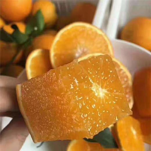 四川爱媛果冻橙 可吸的果肉橙，各类规格 包邮 商品图2