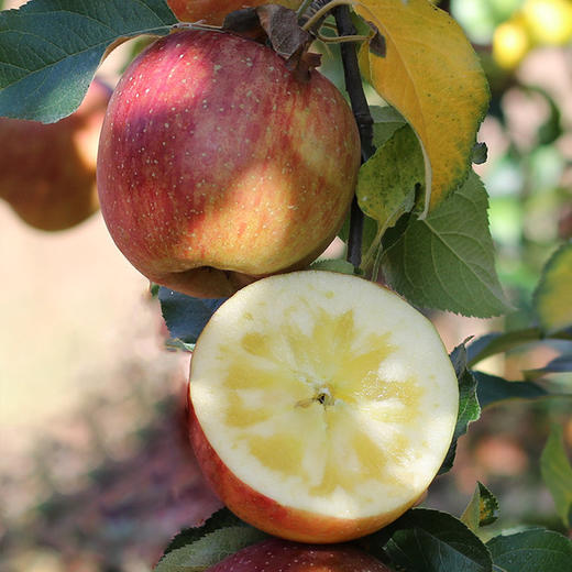 四川大凉山盐源丑苹果，糖分足，脆爽多汁，果味丰富浓郁，甜中带微果酸 商品图0