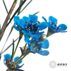 配花 | 染色平头腊梅蓝色