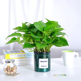 盘点6种耐阴好养的绿植，适合光线不好的空间