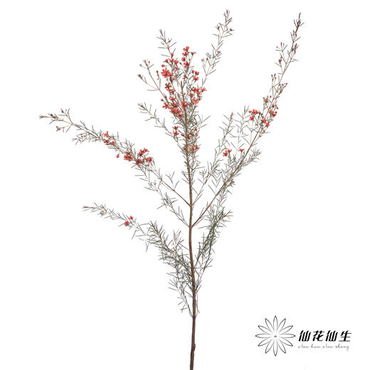 配花 | 染色平头腊梅红色 商品图1