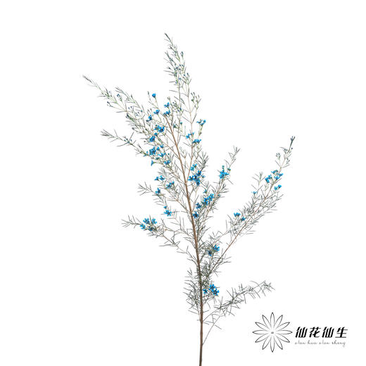 配花 | 染色平头腊梅蓝色 商品图4