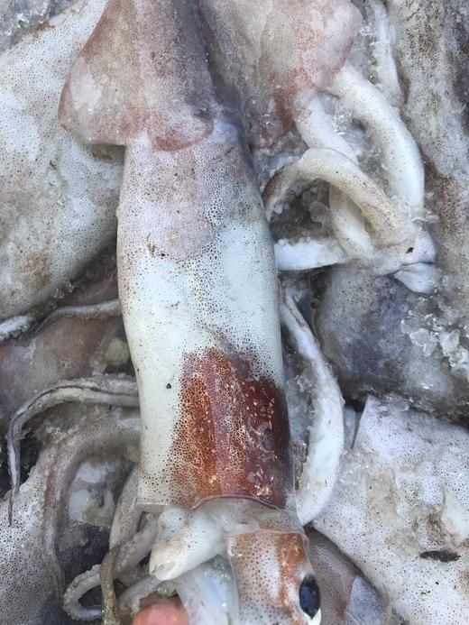 墨鱼鱿鱼 商品图3