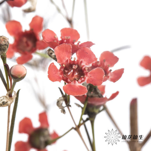 配花 | 染色平头腊梅红色 商品图3