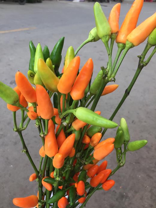 每日福利辣椒果