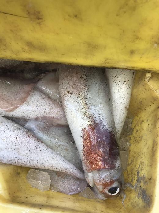 墨鱼鱿鱼 商品图0