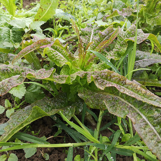 莴笋尖 300g 商品图2