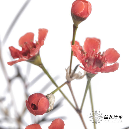 配花 | 染色平头腊梅红色 商品图2
