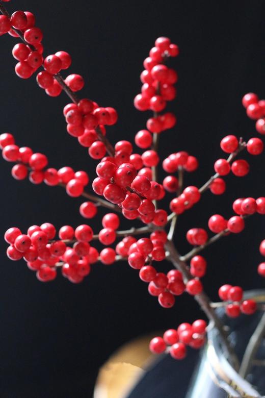 【周四秒杀】北美冬青2枝78元 商品图1