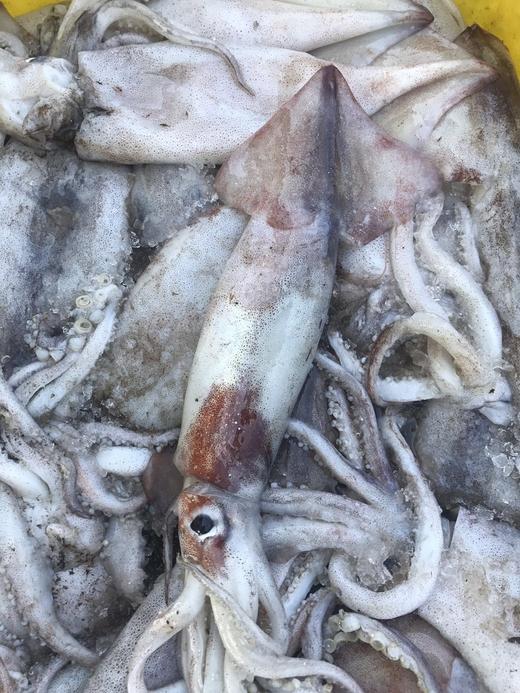 墨鱼鱿鱼 商品图1