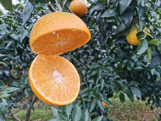 四川爱媛果冻橙 可吸的果肉橙，各类规格 包邮 商品图1