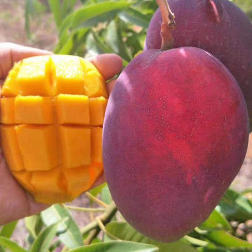 攀枝花吉禄芒果彩虹芒苹果芒新鲜应季精选大果3/5/10斤批发包邮