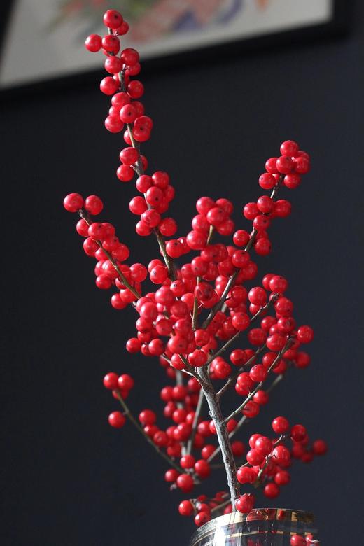 【周四秒杀】北美冬青2枝78元 商品图2