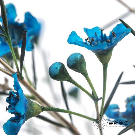 配花 | 染色平头腊梅蓝色 商品图3