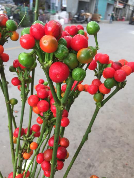 每日福利辣椒果