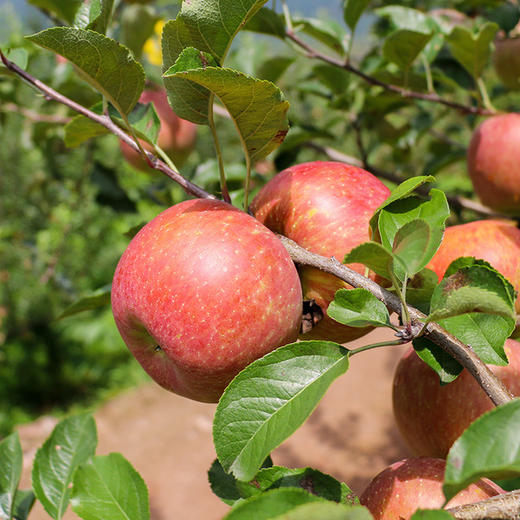 四川大凉山盐源丑苹果，糖分足，脆爽多汁，果味丰富浓郁，甜中带微果酸 商品图9