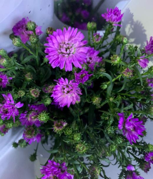 配花 | 孔雀草粉色 商品图0