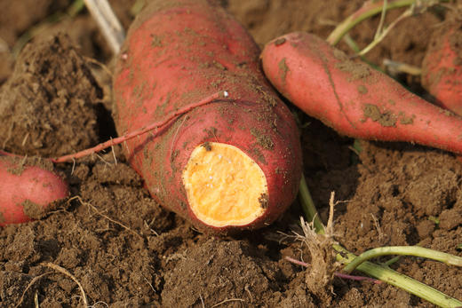 小毛驴自产生态红薯，自然种植丨烤着吃也很香 商品图2