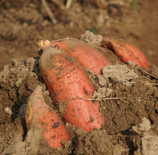 小毛驴自产生态红薯，自然种植丨烤着吃也很香 商品图1