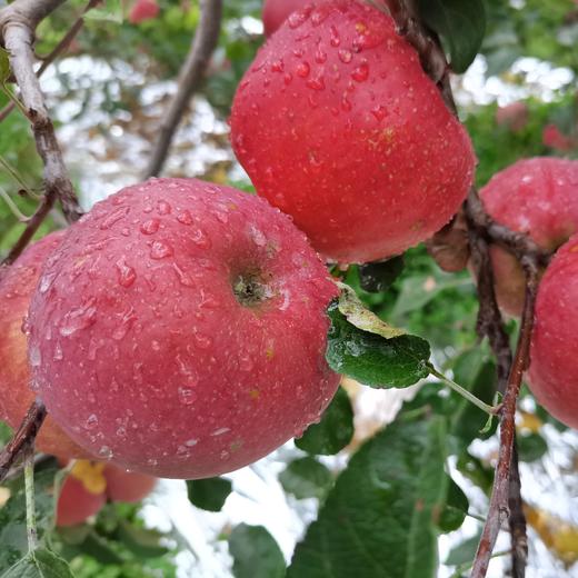 【大凉山糖心丑苹果】来自四川大凉山高山种植的丑苹果，酥脆多汁，口感甘甜，甜而不腻 商品图4