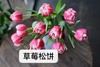 国产郁金香-草莓松饼.10枝/扎 商品缩略图2