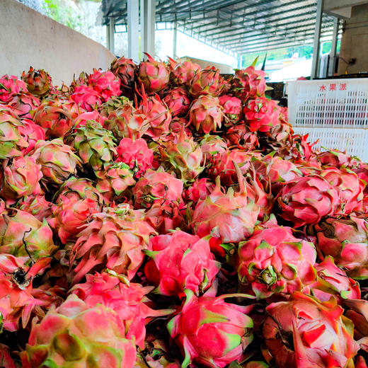 云南红心火龙果 商品图4