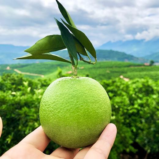 云南哀牢山青皮冰糖橙4/9斤装（后期果皮会转变成黄色发货）  八甜2酸 商品图11