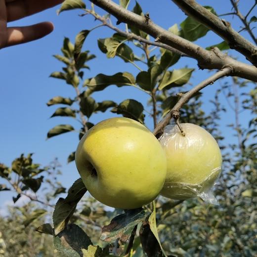 土岐水蜜桃苹果，纯甜无酸，酥脆多汁，清香怡人。无药残种植，孕婴可食用。 商品图1