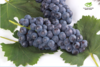 云南夏黑葡萄-3斤精品礼盒装 商品缩略图3