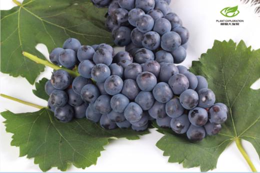 云南夏黑葡萄-3斤精品礼盒装 商品图3