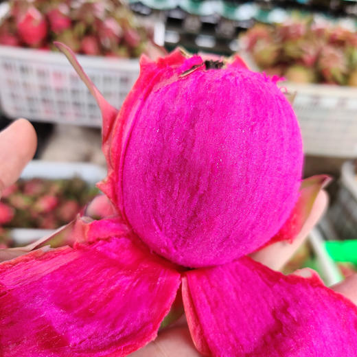 云南红心火龙果 商品图0