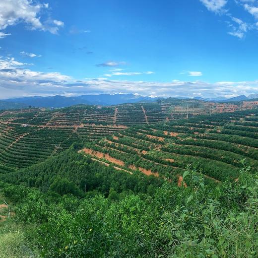 云南哀牢山青皮冰糖橙4/9斤装（后期果皮会转变成黄色发货）  八甜2酸 商品图4