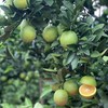 云南哀牢山青皮冰糖橙4/9斤装（后期果皮会转变成黄色发货）  八甜2酸 商品缩略图12