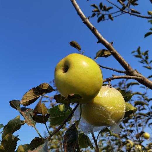 土岐水蜜桃苹果，纯甜无酸，酥脆多汁，清香怡人。无药残种植，孕婴可食用。 商品图2