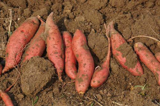 小毛驴自产生态红薯，自然种植丨烤着吃也很香 商品图4